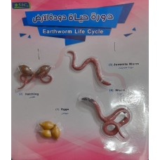 Earthworm Life Cycle